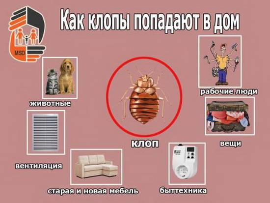 8 способов, как вывести домашних клопов