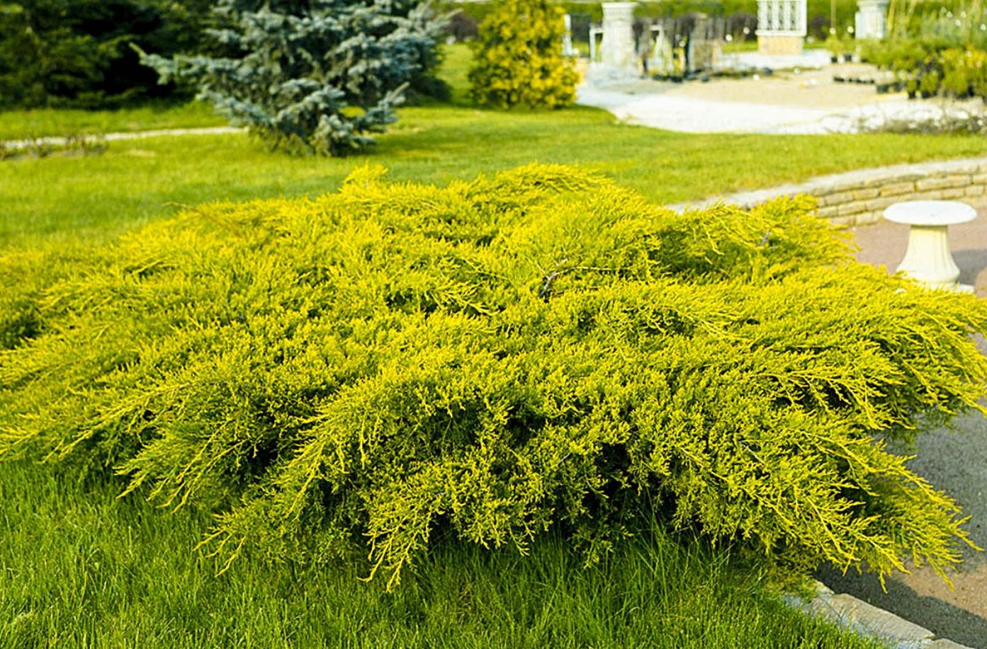 Lime glow. Можжевельник Limeglow. Можжевельник горизонтальный Limeglow. Можжевельник горизонтальный (сорт 'Blue Forest').