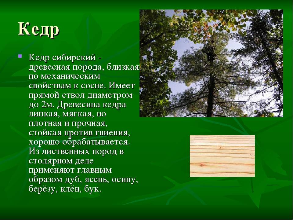 Разновидности оцилиндрованных бревен для строительства по породам дерева: из лиственницы и других