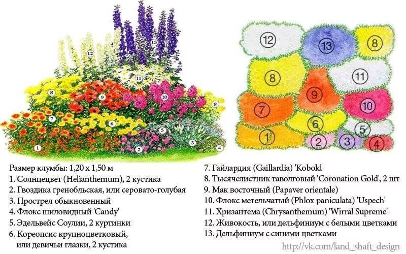Клумба из многолетников для начинающих: подбор растений для цветника с названиями, схема будущего сада