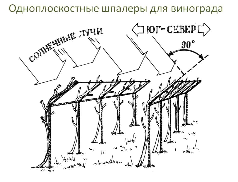 Выращивание винограда на беседке советы и фото на supersadovnik.ru