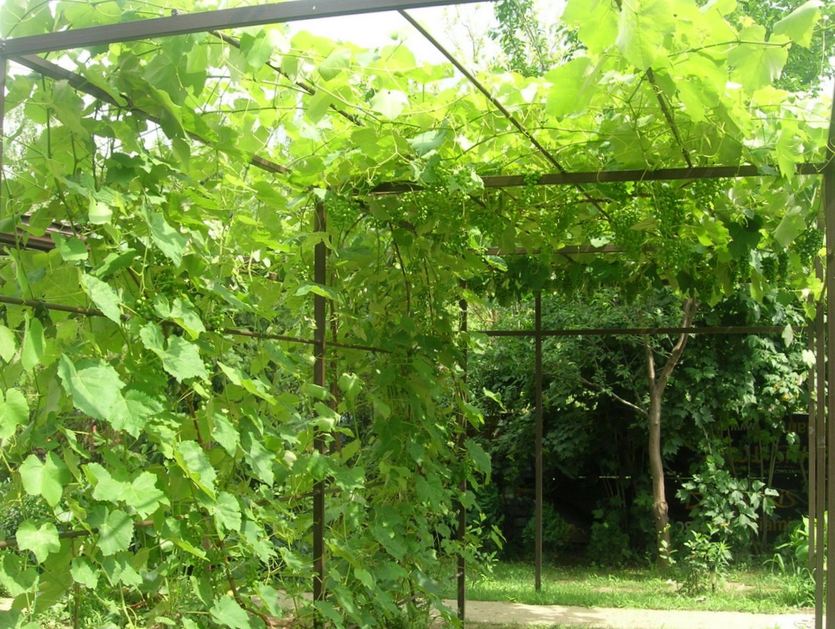 Беседка из винограда своими руками. сооружение из труб | дома на века