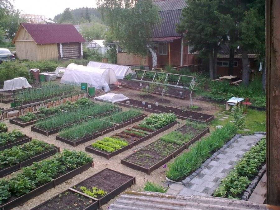 Примеры посадки кустарников и плодовых деревьев на дачном участке