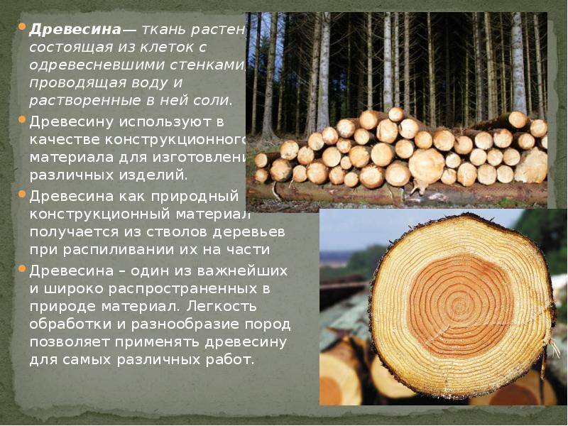 Какие бывают породы деревьев? | какиебывают.рф