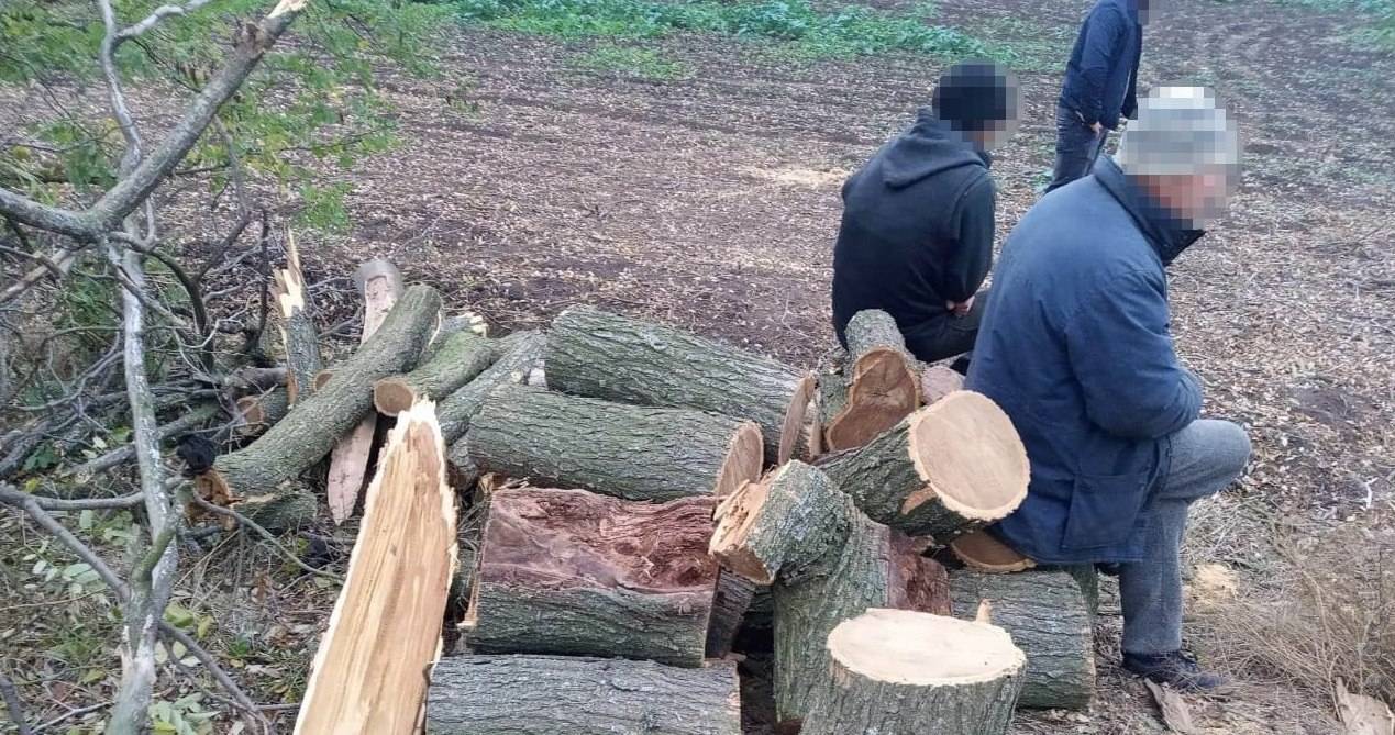 После десяти лет рубки дров бессмертные умоляли. Вырубка деревьев незаконная в лесополосе. Наказание за незаконную порубку деревьев. Незаконно срубил дерево. За незаконную рубку лесных насаждений.